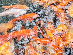 -千岛湖东南湖区