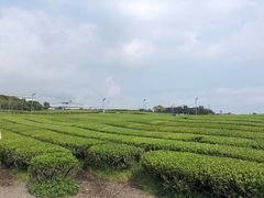 -雪绿茶博物馆
