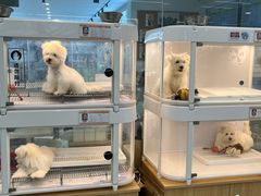 -翊宠yipet猫狗购宠庄园犬舍•猫舍