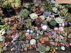 -秦美花卉(天朗·莱茵小城2期店)