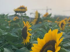 -瑶湖郊野森林公园
