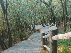 -紫金山山顶公园