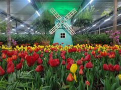 -南宫五洲植物乐园