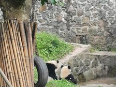 -都江堰中华大熊猫苑