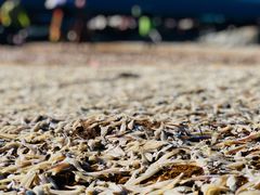 -尼甘布海鲜市场