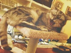 -猫色咖啡·猫咖