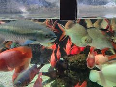 -太平洋海底世界