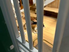 -是阿柴呀！柴犬咖啡·爱喵喵猫咖