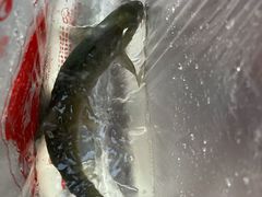 -老字号怡玺·藿香雅鱼(20年雅安店)