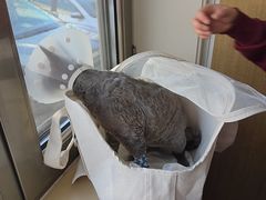 -北京观赏动物医院·24小时大型综合·猫专科·异宠专科