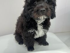 -博特宠物医院24h犬猫全科.骨科·异宠