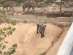 -西霞口神雕山野生动物世界