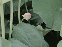 -嘉北郊野公园