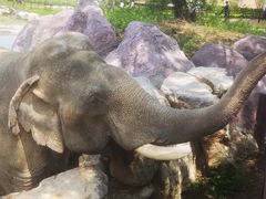 -青岛森林野生动物世界