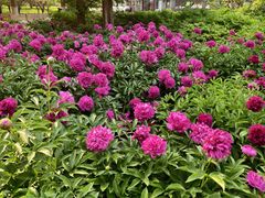 -莲花池公园