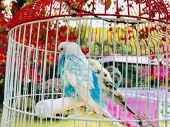 -金鸡湖桃花岛