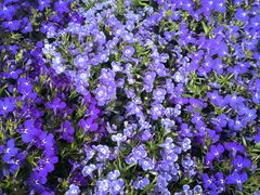 -溪岸路花鸟市场