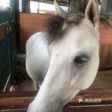 来看一下马术吧[加油]