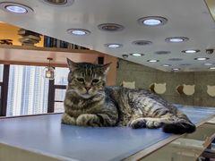 -喵园·猫主题咖啡厅·撸猫·猫咖(国贸店)