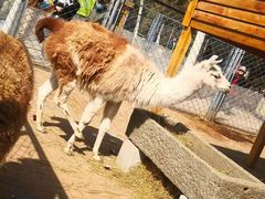 -长白岛森林公园