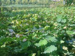 -无锡蠡湖国家湿地公园-蠡园