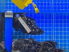 -前王院•巧克力海鲜市集餐厅(万平口店)