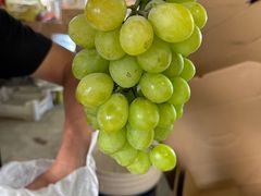 -马陆小张葡萄园农家乐