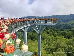 -王莽岭风景区
