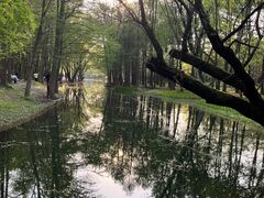 -上海共青森林公园