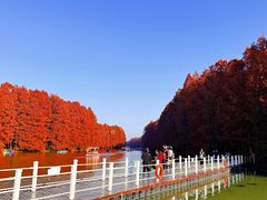 -上海海湾国家森林公园