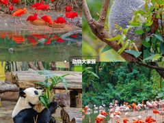 -广州长隆野生动物世界