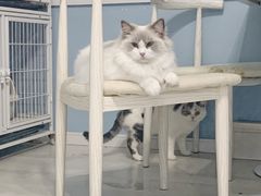 -喵的天空名猫咖啡馆·撸猫·猫舍·用品