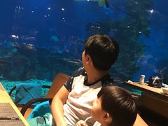 -海棠湾洲际-涛·海底餐厅·美人鱼·自助餐·海底隧道