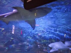 -烟台海昌鲸鲨海洋公园