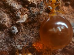 -美国自然历史博物馆