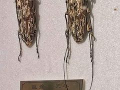 -上海昆虫博物馆