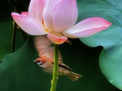 -恭王府博物馆