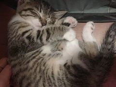 -安安宠医·安宠宠物医院