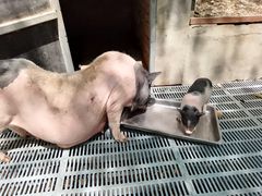 -北京鹿世界主题园