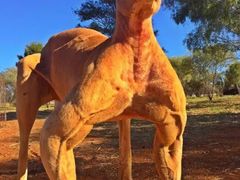 -天行健身＆天行拳馆跆拳道·格斗TXGYM