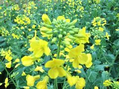 iphone_upload_pic-天适樱花悠乐园