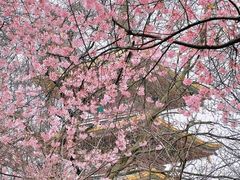 -武汉大学-樱园