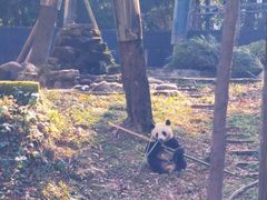 -中国大熊猫保护研究中心雅安碧峰峡基地