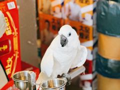 -石锅苗苗鱼(武汉首店)