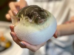 -肆月河豚·新淮扬(金融街店)