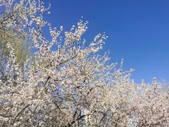 -桃花堤公园