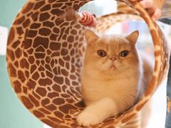 -飞行喵MR PILOT|猫舍·猫咖(静安大融城店)