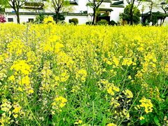 -广富林郊野公园