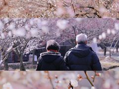 -香雪海