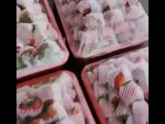 -双福水果批发市场